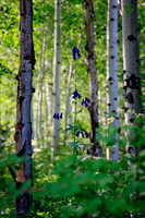 Aspens on Ouray Perimeter Trail