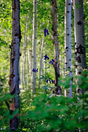 Aspens on Ouray Perimeter Trail