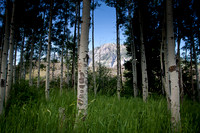 Aspens on Ouray Perimeter Trail