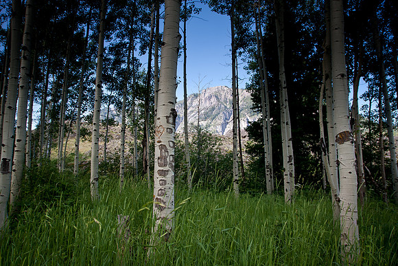 Aspens on Ouray Perimeter Trail