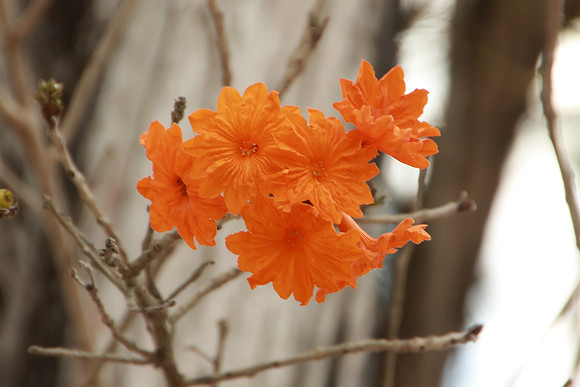 Flowers at Chichen- Itza