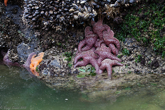 Tidal Pool
