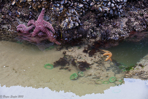 Tidal Pool