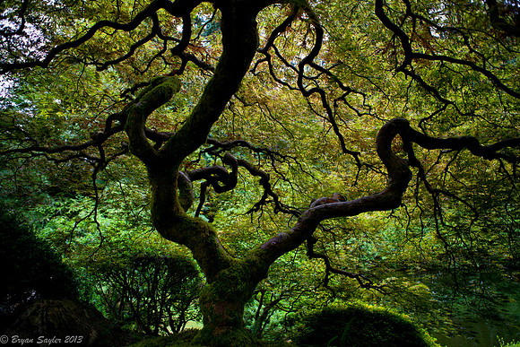 Japanese Garden