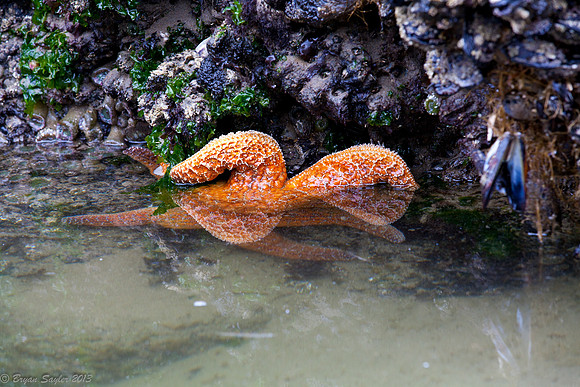 Tidal Pool