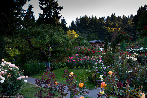 Portland Rose Test Garden