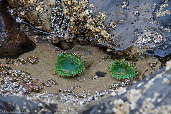 Tidal Pool